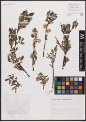Foto von Salix cantabrica Rech. f.
